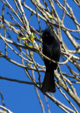 Phainopepla