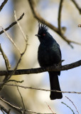 Phainopepla