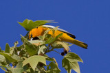 Bullocks Oriole