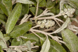 California Croton (<em>Croton calfornicus</em>)