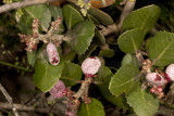 Lemonadeberry  (<em>Rhus integrifolia</em>)