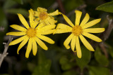 San Diego Ragwort  or Butterweed (Packera ganderi)