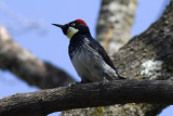 Acorn Woodpecker