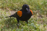 Red-winged Blackbird