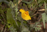 California Poppy (<em>Eschscholiza californica</em>)