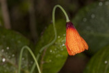 Wind Poppy (<em>Stylomecon heteronphylla</em>))
