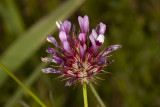 Tomcat Clover  (<em>Trifolium willdenovii</em>)