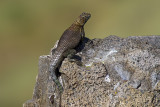Granite Spiny Lizard  (<em>Sceloporus orcutti orcuttii</em>)