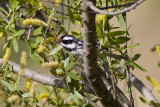 Black-throated Gray Warbler