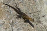 Granite Spiny Lizard  (<em>Sceloporus orcutti orcuttii</em>)