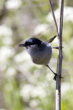 California Gnatcatcher