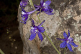 Blue Larkspur (<em>Delphinium parryi</em>)