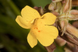 Seep Monkeyflower (<em>Mimulus guttatus</em>)