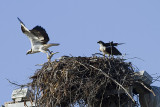 Osprey - nest