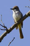 Ash-throated Flycatcher