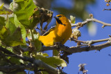 Bullocks Oriole - male