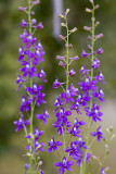 Blue Larkspur (<em>Delphinium parryi</em>)