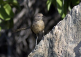 Wrentit