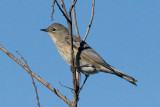 Yellow-rumped Warbler Audobons Warbler