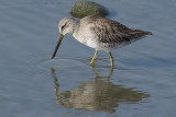 Short-billed Dowitcher