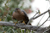 Coopers Hawk