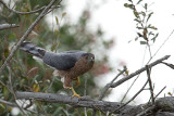 Coopers Hawk