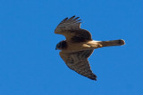 Northern Harrier - female