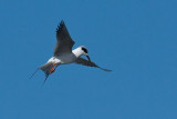 Forsters Tern