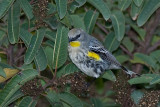 Yellow-rumped Warbler Audobons Warbler