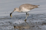 Willet