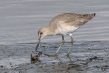 Willet