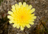 Desert Dandelion (<em>Malacothrix californica</em>)