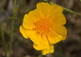 Desert Sunflower (<em>Gerea canescens</em>)
