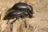 Stink Beetle (<em>Coelocnemis</em> sp.)