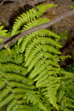 Coastal Wood Fern (<em>Dryopteris arguta</em>)