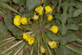 Suncup (<em>Camissonia sps</em>)