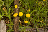 Brass Buttons (<em>Cotula coronopifolia</em>)