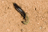 Black Calosoma Ground Beetle larva Fiery Searcher (Caterpillar Killer)  (<em>Calosoma  sp.</em>)