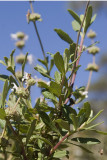 Black Sage  (<em>Salvia mellifera</em>)