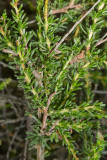 California or Flat-top Buckwheat  (<em>Eriogonum faciculatum</em>)