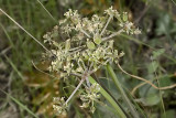Shiny Lomatium (<em>Lomatium lucidum</em>)