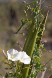 Morning Glory (<em>Calystegia macrostegia</em>)