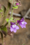 Nuttalls  Snapdragon  (<em>Antirrhinum nuttallianum</em>)