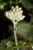 Annual Everlasting (Pseudognaphalium stramineum)