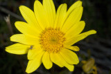 San Diego Sea Dahlia  (<em>Coreopsis maritima</em>)