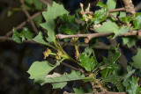 Scrub Oak  (<em>Quercus berberidifolia</em>)