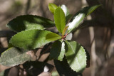 Toyon  (<em>Heteromeles arbutifolia</em>)