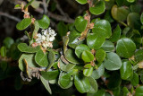 Warty-stem Ceanothus  (<em>Ceanothus verrucosus</em>)