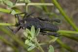 Dragon Lubber Grasshopper  (Dracotettix monstrosus)