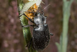 Common Black Calosoma Ground Beetle  (<em>Calosoma semilaeve</em>)